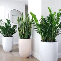 کامپکت. نیکولای.اریکا.کاج مطبق.فیکوس