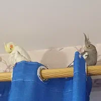 یک جفت عروس هلندی بسیار زیبا|پرنده|پیشوا, |دیوار