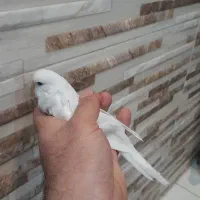 انگلیسی مرغ عشق سفید|پرنده|تهران, ائمه اطهار|دیوار