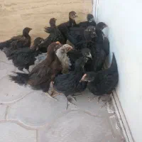 جوجه مرغ خروس سیاه