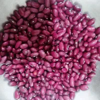 لوبیا قرمز