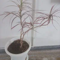 گل طبیعی|گل و گیاه طبیعی|ابریشم, |دیوار