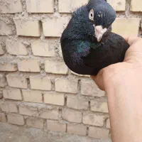 زاغ نر|پرنده|هندیجان, |دیوار