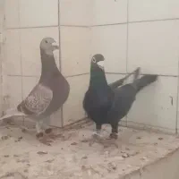 کفتر