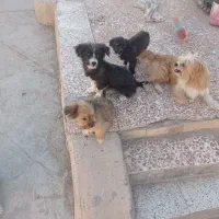 توله های میکس تریر و پامر|سگ|دامغان, |دیوار