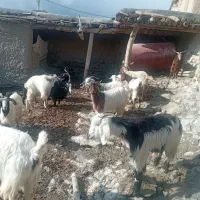 بز بزغاله دار