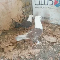کله سفید کاکلی