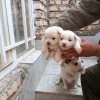 تعداد دو عدد توله پاپی