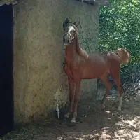 2راس کره ماده باشجره