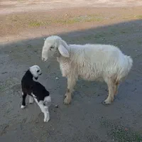 گوسفند با بره|حیوانات مزرعه|سیمین شهر, |دیوار