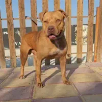 سگ‌پیتبول ماده