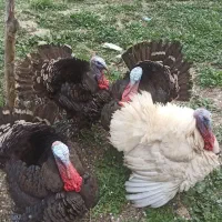 بوقلمون نر محلی