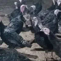 بوقلمون برنزی|حیوانات مزرعه|مشگین شهر, |دیوار