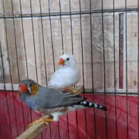 گلدین نر+جفت فنج زبرا|پرنده|باوی, |دیوار