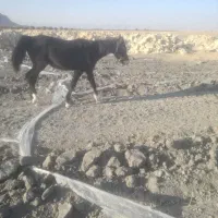 اسب|اسب و تجهیزات اسب‌سواری|سروستان, |دیوار