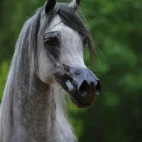 سیلمی دو سر وارداتی عرب زیبایی