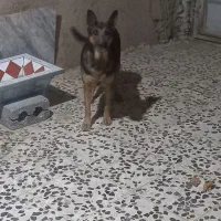 سگ نگهبان|سگ|خمینی‌شهر, |دیوار