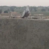 کبوتر وقفس جوجه گیری