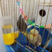 عروس هلندی با جوجه