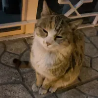 گربه گمشده