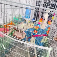 فروش عروس هلندی