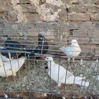 ۸تا حیون خوب نر|پرنده|گلبهار, نوبهار|دیوار