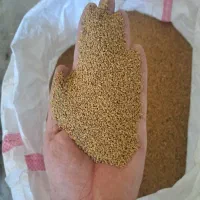 فروش بذر یونجه اصل همدان پا بلند