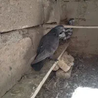 سیاه پاپر پر معاوضه