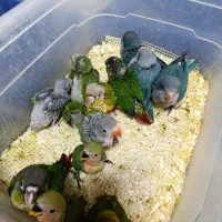 فروش جوجه طوطی راهب ملنگو گرینچیک برزیلی