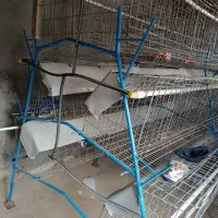 فروش قفس مرغ تخمگذار|لوازم جانبی حیوانات|خواجه, |دیوار