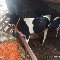 گوساله