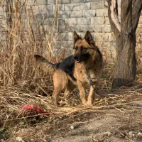 سگ ژرمن ماده نگهبان