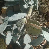 کاکتوس|گل و گیاه طبیعی|کرج, کلاک پایین|دیوار