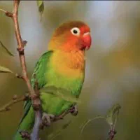 کوتوله برزیلی