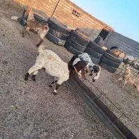 بزپاکستانی