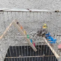 عروس هلندی|پرنده|آشخانه, |دیوار