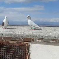 نقره ای نر پرشی قیمت یک نیم