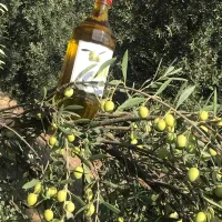 olive oil