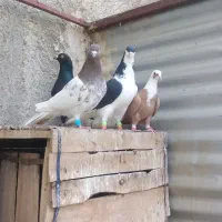 3تاکفترپرنده