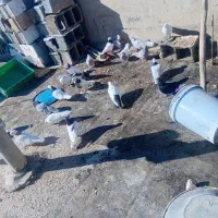 کبوتر|پرنده|دهاقان, |دیوار