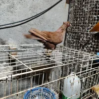 دوتا عدد نر رنگی درجه یک|پرنده|بندر ماهشهر, |دیوار