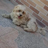 سگ پاکوتاه فروشی