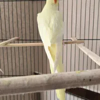 جفت عروس هلندی لوتینو|پرنده|بیرجند, |دیوار