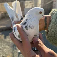 کفتر پرشی آس|پرنده|ری, صفاییه (چشمه علی)|دیوار