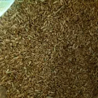 گندم|لوازم جانبی حیوانات|شیروان (خراسان), |دیوار
