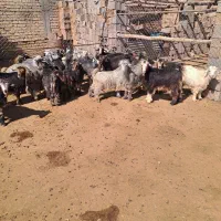 کهره شهرکردی|حیوانات مزرعه|شیراز, شهرک کوشکک|دیوار