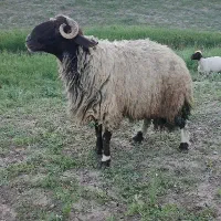 قوچ سنجابی