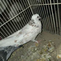 کبوتر|پرنده|یزد, |دیوار