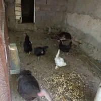 ۳عددبوقلمون|حیوانات مزرعه|همدان, |دیوار