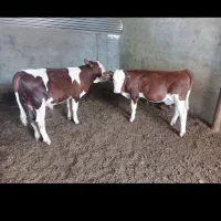 تهیه وارسال گوساله به تمام نقاط کشور